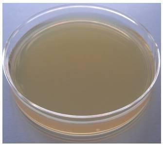 环境微生物监测三层包装无菌即用型培养基